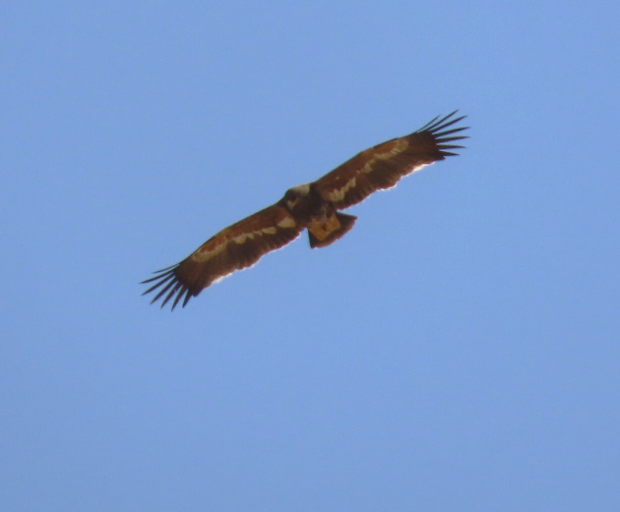 Steppe Eagle