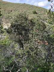 Quercus durata durata