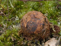 Pisolithus croceorrhizus