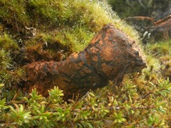 Pisolithus croceorrhizus