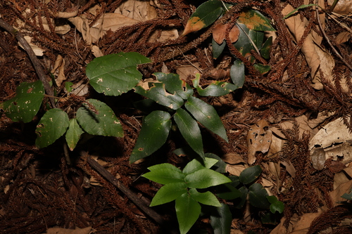 Image of Pellaea paradoxa by (c) Greg Tasney, some rights reserved (CC BY-SA)