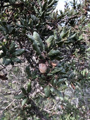 Quercus durata durata