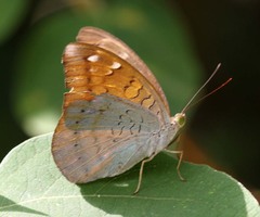 Tanaecia julii