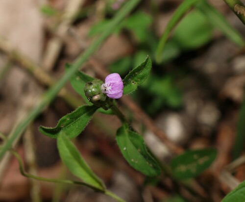 Image of Rostellularia obtusa by (c) Greg Tasney, some rights reserved (CC BY-SA)