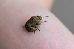 Orsilochides stictica