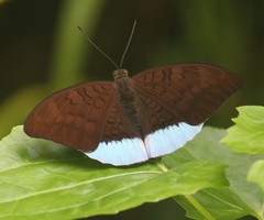 Tanaecia julii bougainvillei
