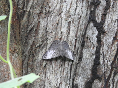 Hamadryas amphichloe