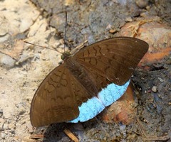 Tanaecia julii