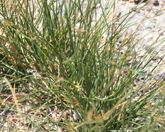 Juncus mexicanus