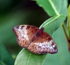 Tanaecia palguna consanguinea