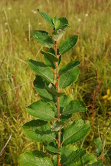 Salix abscondita