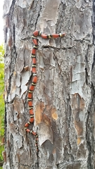 Lampropeltis elapsoides