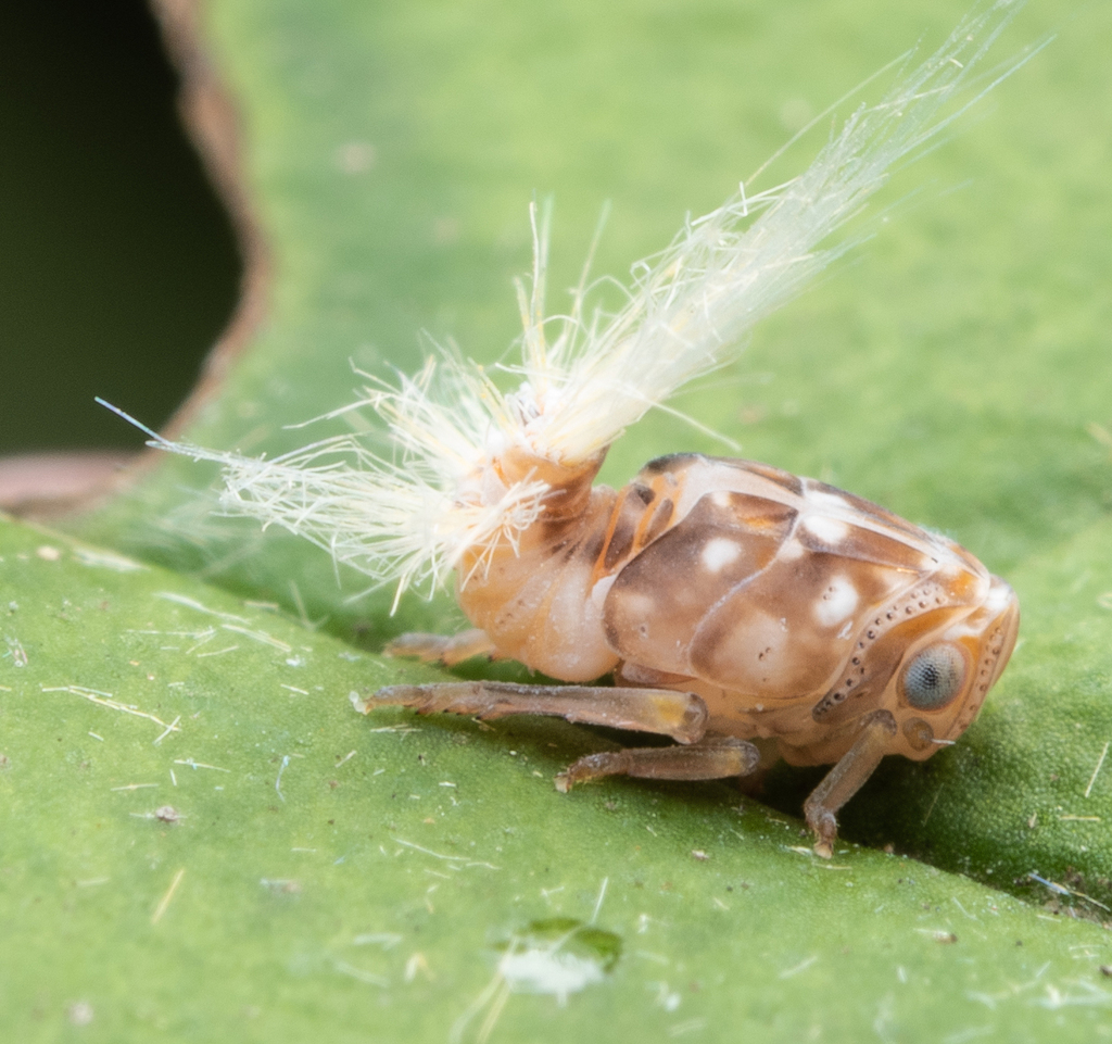 Fluffy Bum Insect Passionvine hopper from Manningham - East, AU-VI, AU on December 20 ...