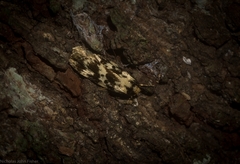 Barea eucapnodes