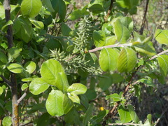 Salix abscondita