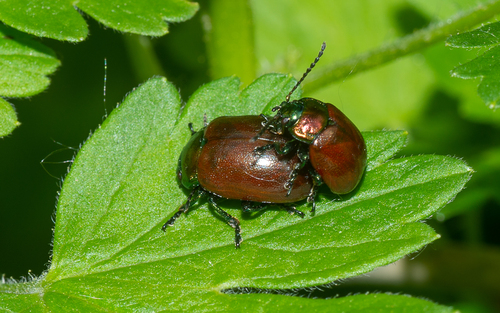 Knotgrass leaf beetle