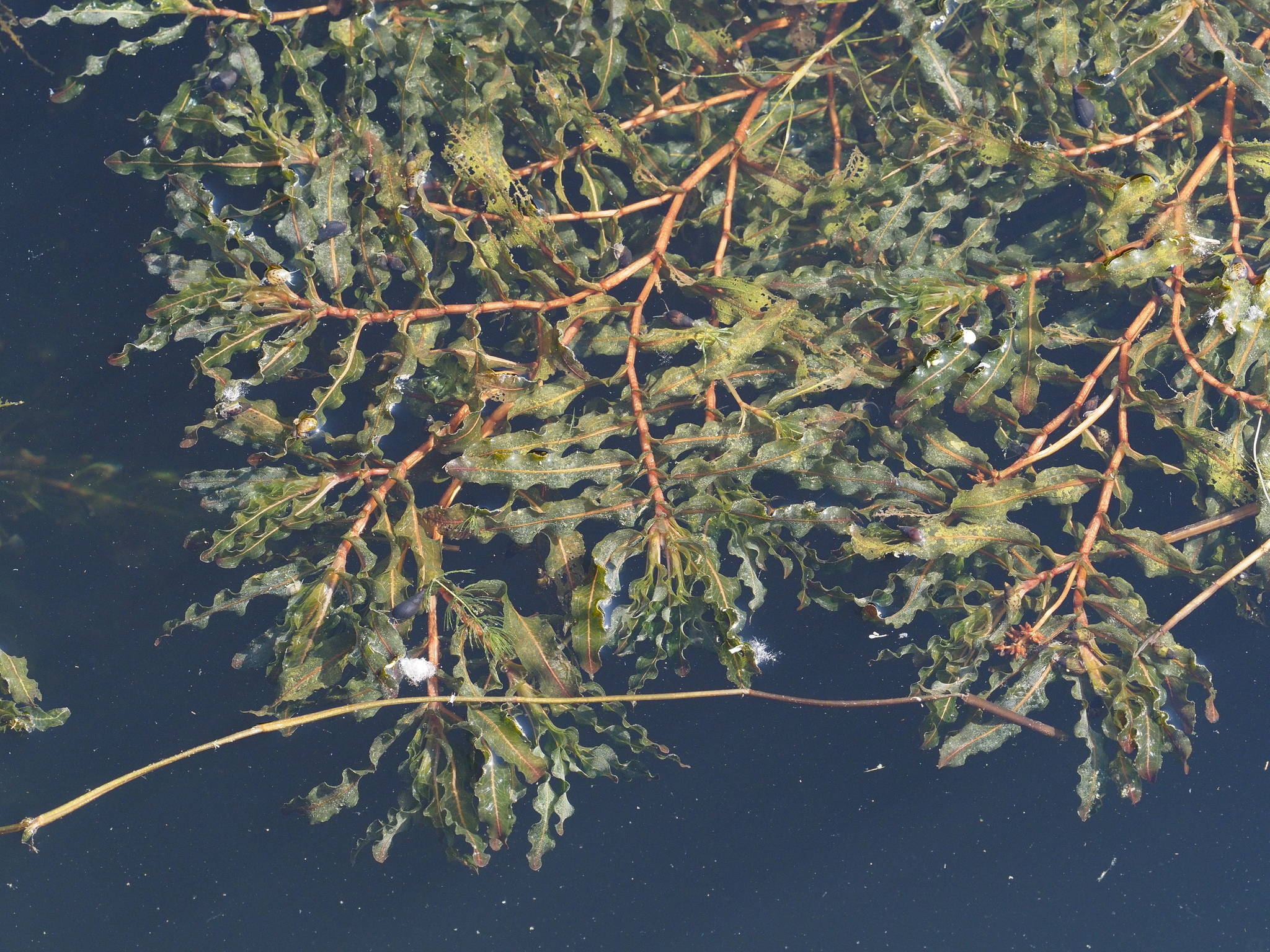 Potamogeton crispus
