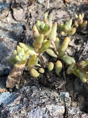 Dudleya blochmaniae blochmaniae