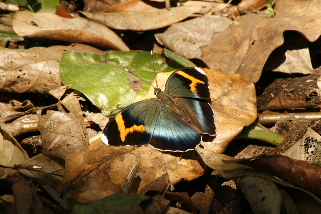 Euphaedra imperialis from Campo Reserve, P 8, Cameroon on January 1