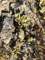 Dudleya blochmaniae blochmaniae