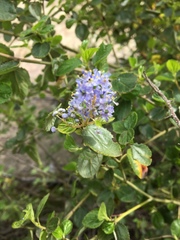Ceanothus oliganthus