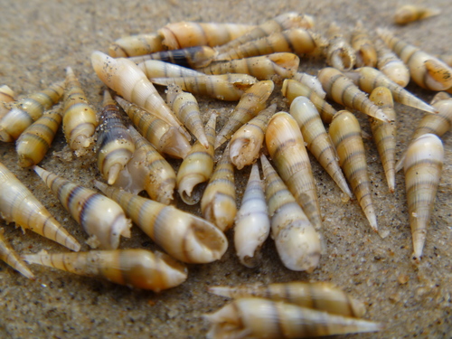 Hastula aciculina observed 2010-12-26