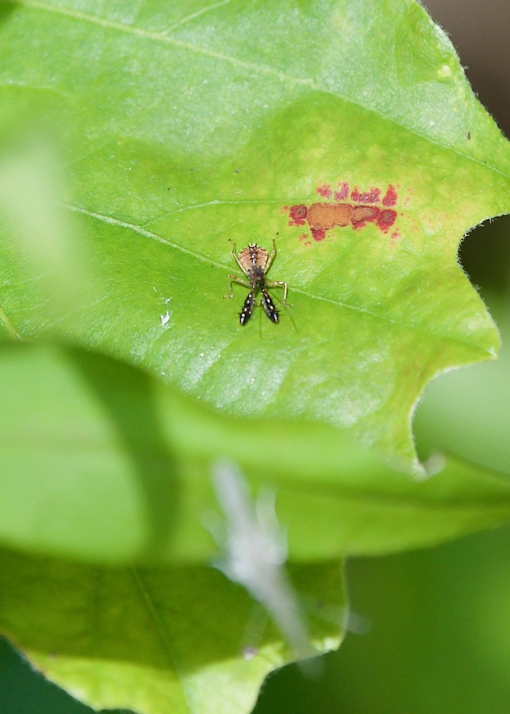 Assassin Insect Ohio Spiny Assassin Bug from Stark County, OH, USA on August 19, 2023 at 11: ...