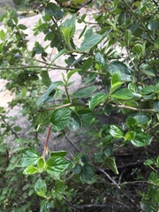 Ceanothus oliganthus