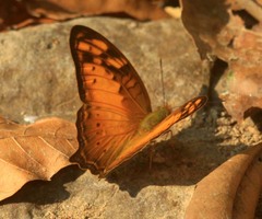 Vagrans sinha