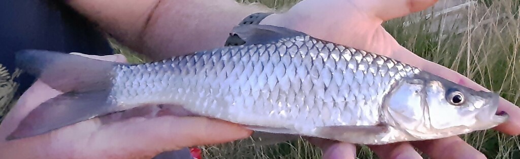 Bushveld papermouth (Enteromius mattozi) — Cyprinidae