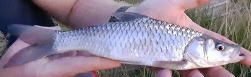 Bushveld papermouth (Enteromius mattozi) — Cyprinidae