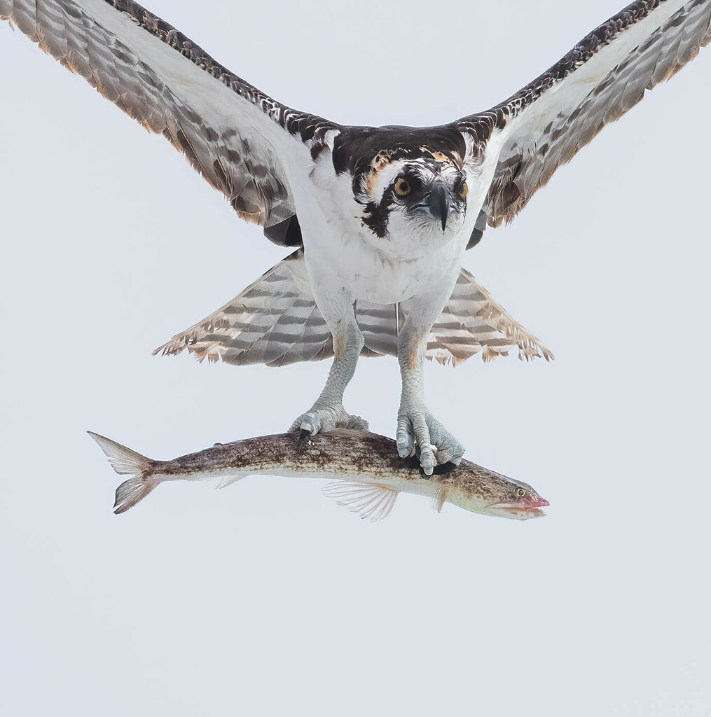 Inshore lizardfish (Synodus foetens) — Synodontidae