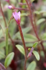 Epilobium minutum