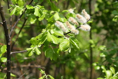 Salix abscondita