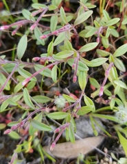 Epilobium minutum