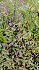 Epilobium minutum
