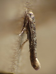 Coccidiphila gerasimovi