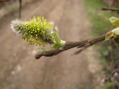 Salix abscondita