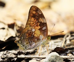 Vagrans sinha