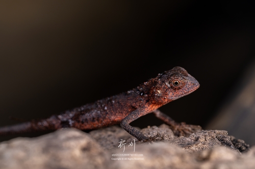 Wang’s Garden Lizard, photo 6 of 9
