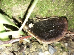 Hohenbuehelia nothofaginea