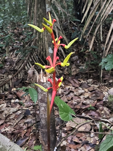 Heliconia richardiana (Heliconia richardiana)