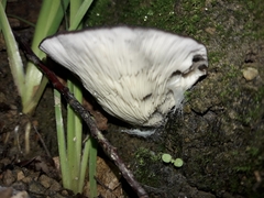 Hohenbuehelia nothofaginea
