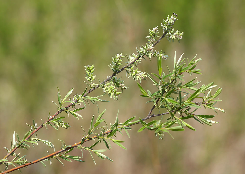 Salix brachypoda