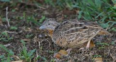 Red-Chested Buttonquail photo 3