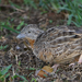 Red-chested Buttonquail - Photo (c) Sam, some rights reserved (CC BY-NC), uploaded by Sam