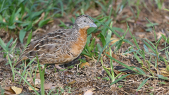 Red-Chested Buttonquail photo 2