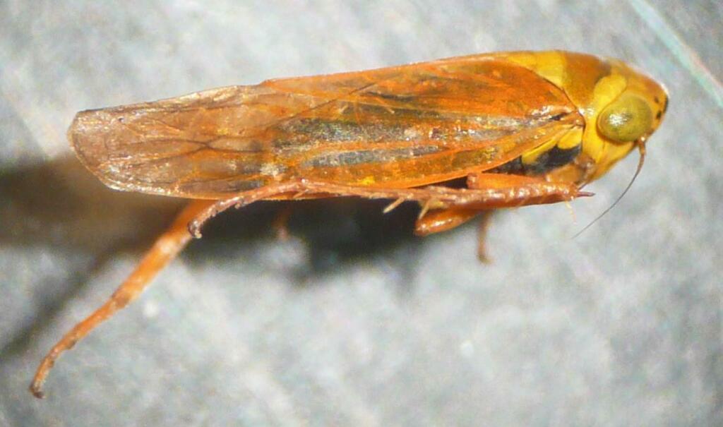 Cicadula intermedia
