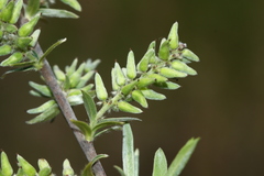 Salix brachypoda