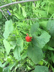 Malvaviscus arboreus drummondii